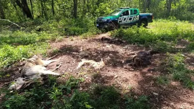 Imagem da notícia Fazendeiro é multado em quase R$ 500 mil por deixar gado morrer de fome em Cassilândia